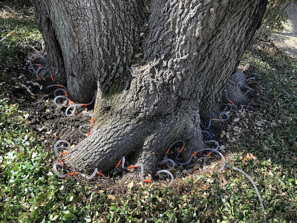 Detailed Tree Cabling and Bracing job site in Newton